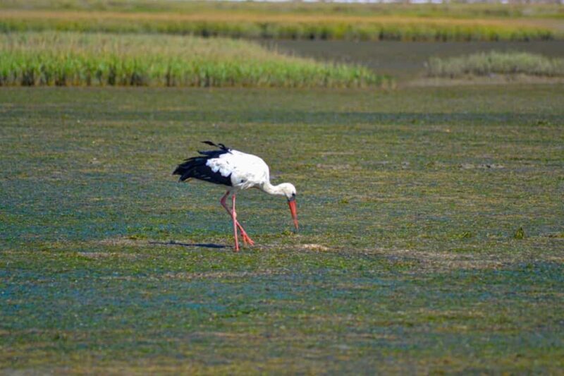 Algarve: Olhão Highlights Tour and Ria Formosa Boat Trip - Who Should Consider This Tour?