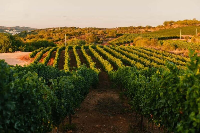Algarve: Private Classic Car Escape & Signature Wine Tasting - What to Expect from This Tour