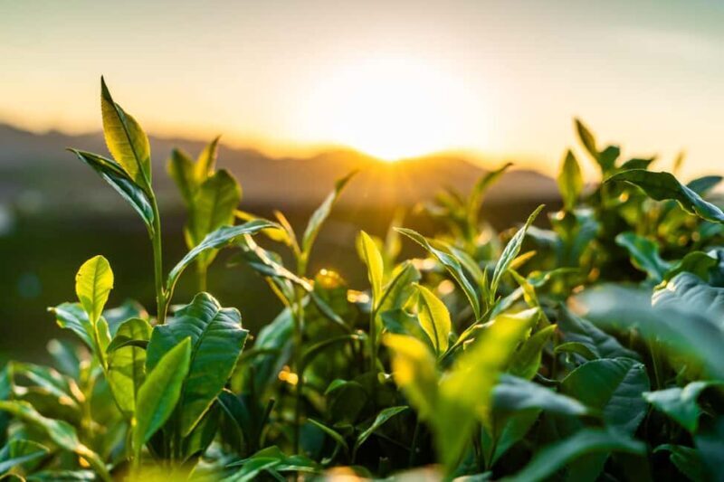 Algarve: Private Classic Car Scenic Escape & Picnic Delight - The Scenic Picnic: A Highlight