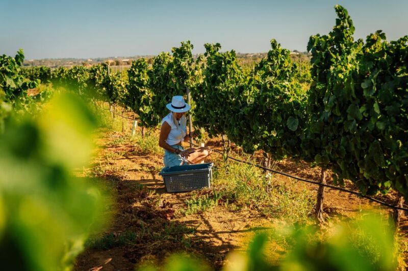 Algarve: Vineyard Tour & Premium Wine Tasting in Silves - Key Points