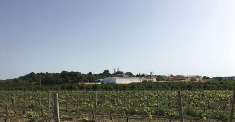 Algarve wine tour and mountain top trip with lunch or dinner - Final Thoughts: Who Is This Tour For?