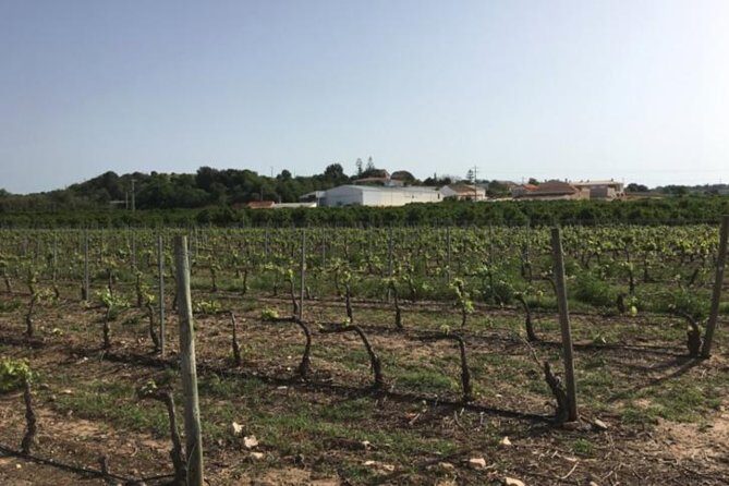 Algarve Wine Tour of Two Wine Estates - Final Thoughts: Is This Tour for You?