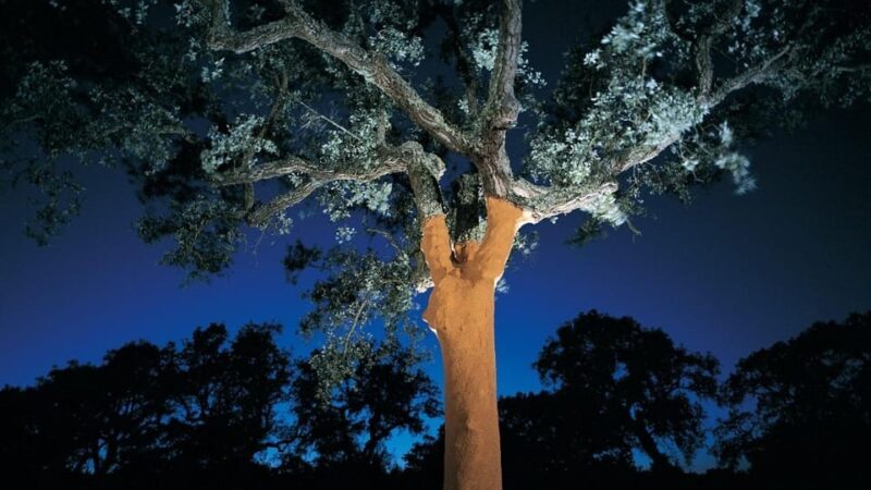 ALGARVE'S CORK TRAIL - Key Points