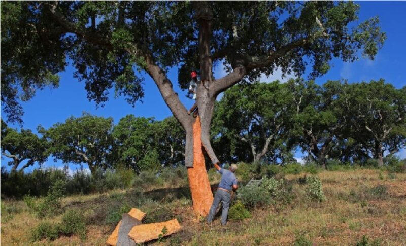 ALGARVE'S CORK TRAIL - What Is the Algarve’s Cork Trail Anyway?