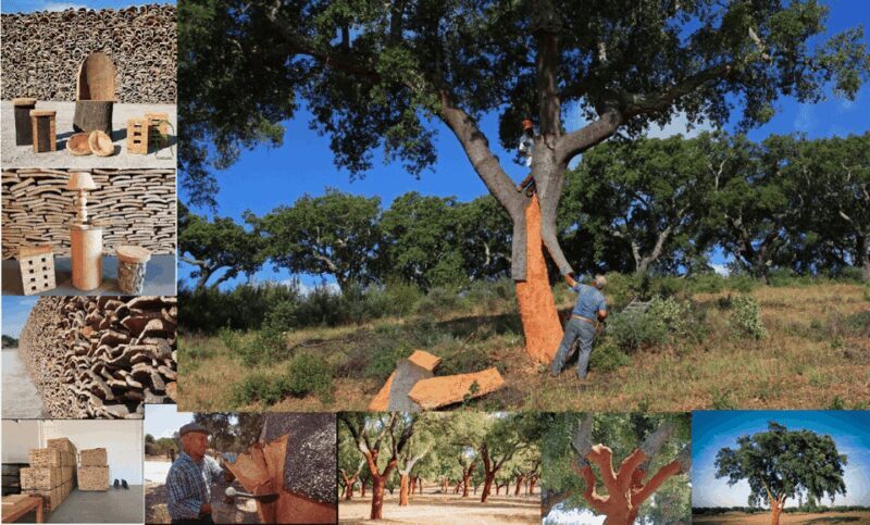 ALGARVE'S CORK TRAIL - Practicalities: What to Expect and What to Bring