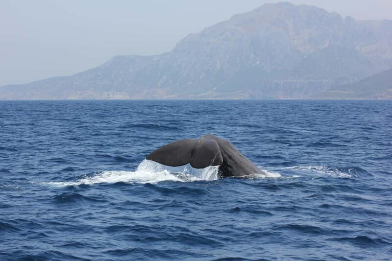 Algeciras: Dolphin and whale watching in reduced groups - The Logistics and Booking Details