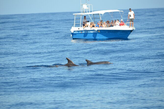 Alghero - Dolphin Watching and Guided Snorkeling (summer tour) - What Makes This Tour Stand Out
