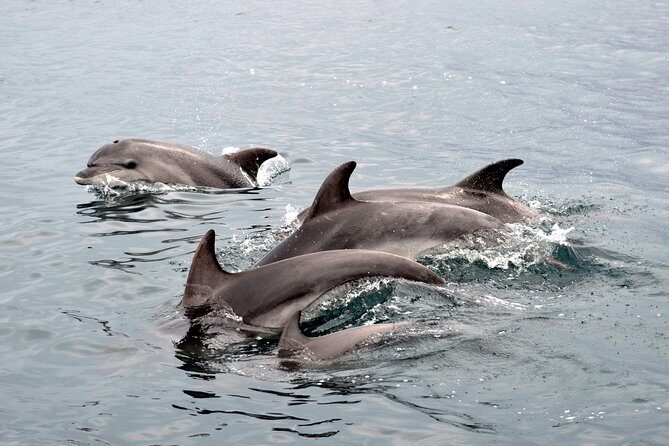Alghero - Dolphin Watching (Spring & Autumn Tour) - What Is This Dolphin Watching Tour About?