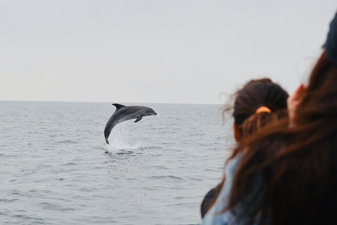 Alghero - Dolphin Watching (Spring & Autumn Tour) - The Practicalities: Price, Group Size, and Comfort
