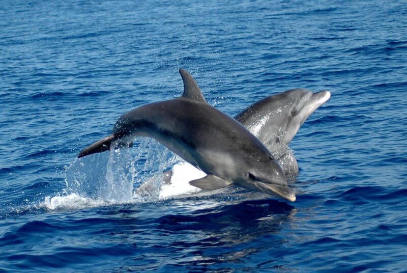 Alghero: Dolphin Watching Tour with Marine Biologists - What Makes This Tour Stand Out?