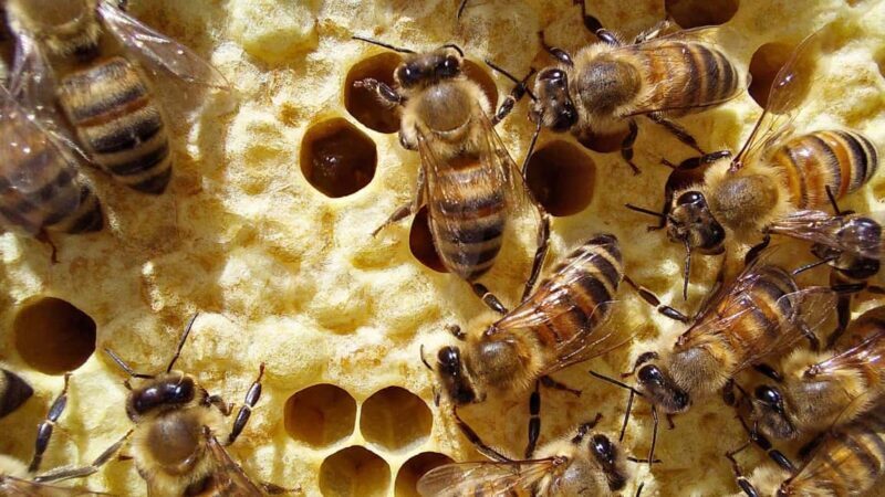 Alghero: Guardia Grande Bee Garden with Guided Tour - Key Points