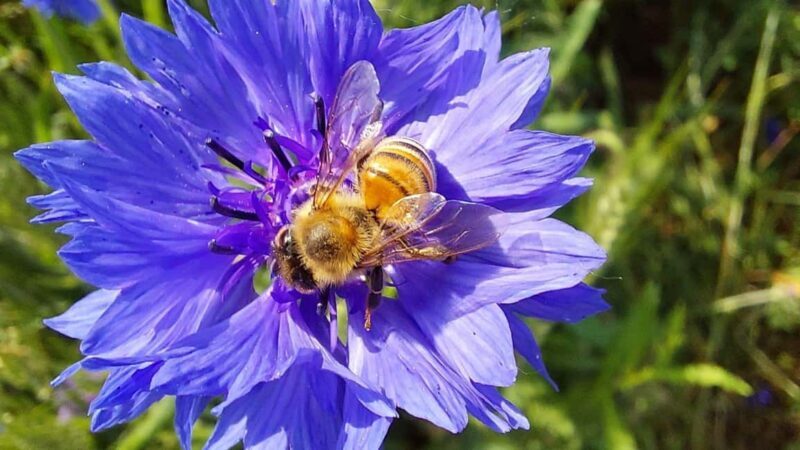 Alghero: Guardia Grande Bee Garden with Guided Tour - What is the Guardia Grande Bee Garden Tour?