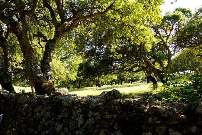Alghero: Jeep tour to discover nature and breathtaking landscapes - Spotting Griffon Vultures and Coastal Views
