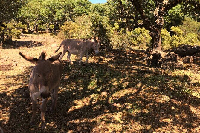 Alghero: Jeep tour to discover nature and breathtaking landscapes - Wrapping up with Sardinian Delights at the Beach