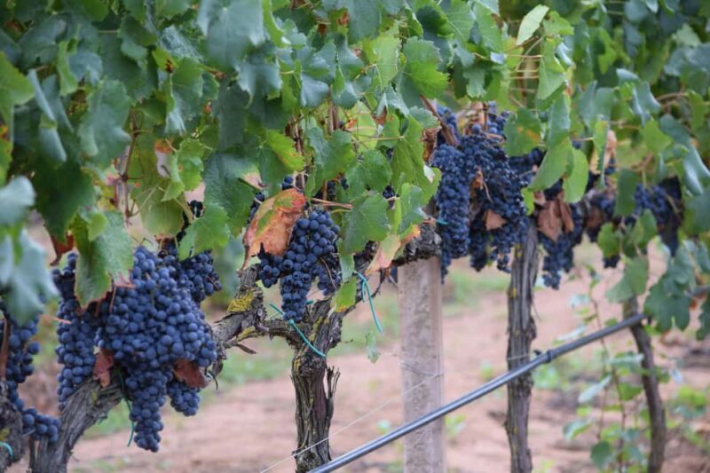 Alghero: Sunset Wine and Olive Oil Tour in Boutique Winery - Frequently Asked Questions