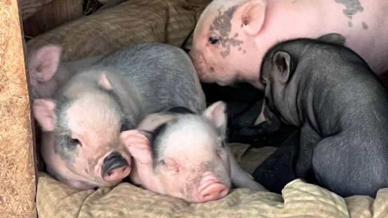 Alghero: visit an animal shelter with lunch or dinner - Key Points