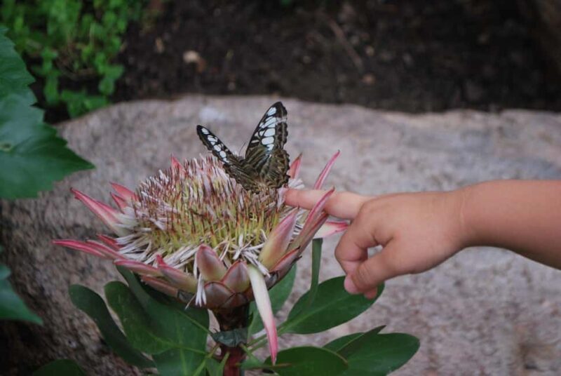 Alghero: Visit at the Butterfly House - Key Points