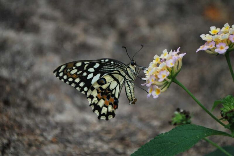 Alghero: Visit at the Butterfly House - What to Expect: A Day Among Butterflies and Nature