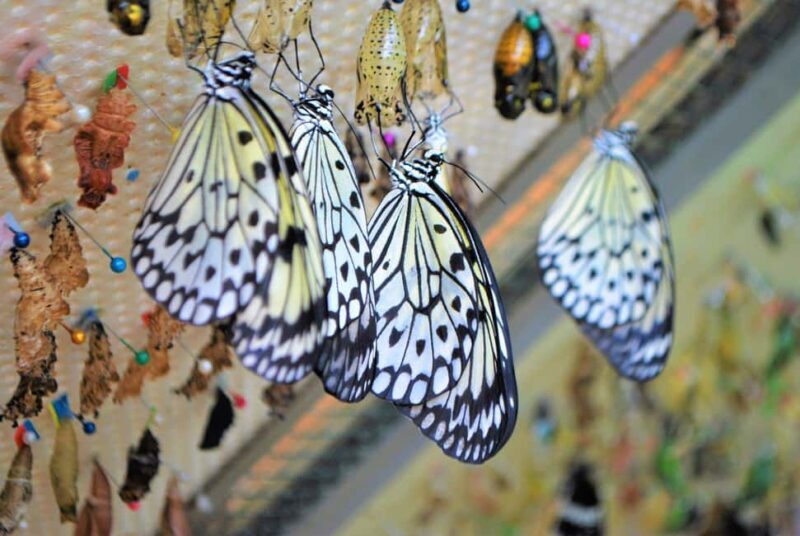 Alghero: Visit at the Butterfly House - FAQ