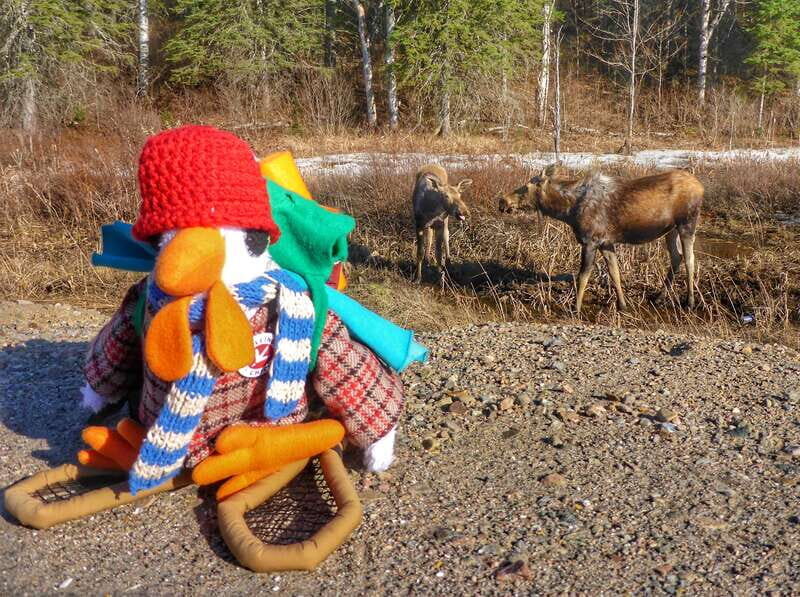 Algonquin Park Hiking: Adventure Tour from Toronto - The Drive to Algonquin Park
