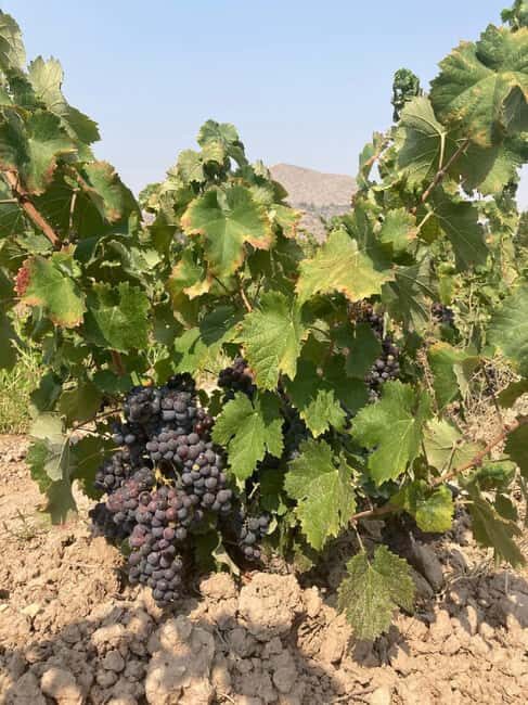 Alicante/Benidorm: Wine tasting tour,transfer,La Mola Castle - Who This Tour Suits Best