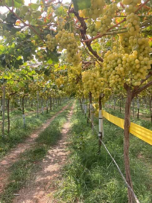 Alicante/Benidorm: Wine tasting tour,transfer,La Mola Castle - Final Note