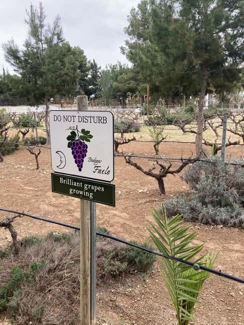 Alicante/Santa Pola -Best winery tour with tasting - Key Points