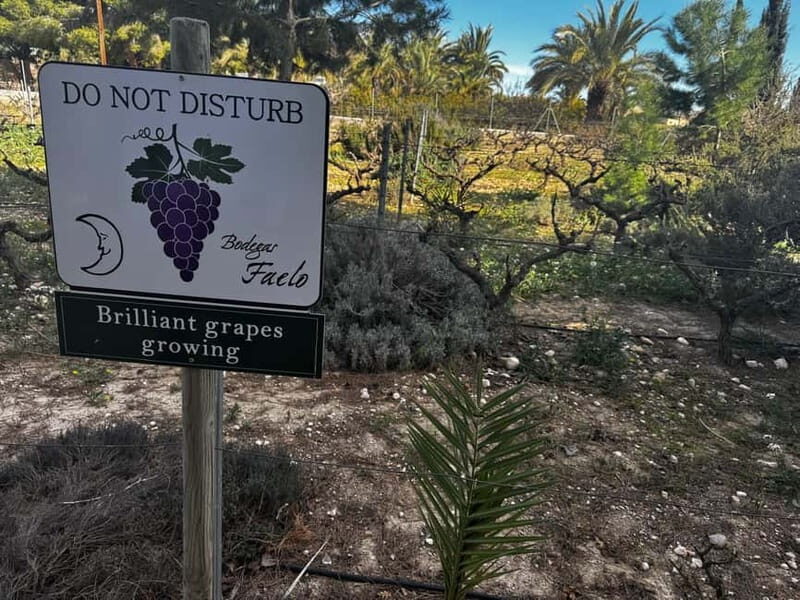 Alicante; Wine Tour, Wineries, Food, and Transfer Included - Who Should Book This Tour?