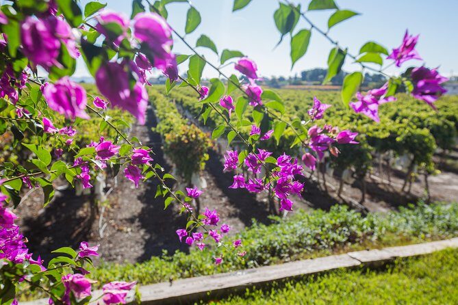 Alicante Wine Tour with Wine Tasting - What Travelers Are Saying