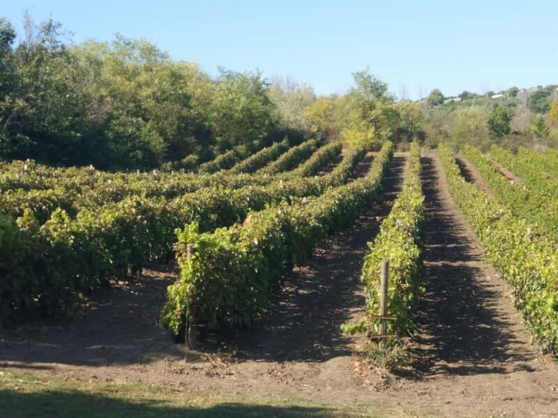 Alicante: Winery tour with a local guide. A tasting of 3 wines is included. - How Good Is the Value?