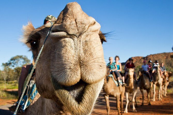 Alice Springs Camel Tour - FAQs