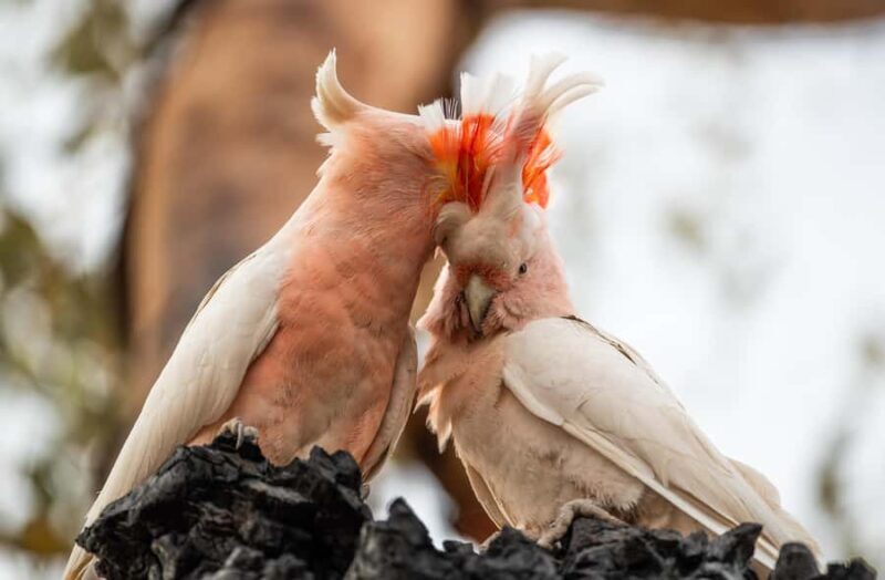 Alice Springs: Desert Park Entry Ticket - Cost and Value