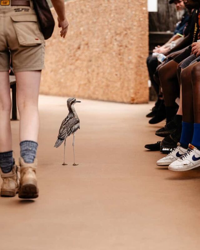 Alice Springs: Desert Park Entry Ticket - Reviews and Real-World Feedback