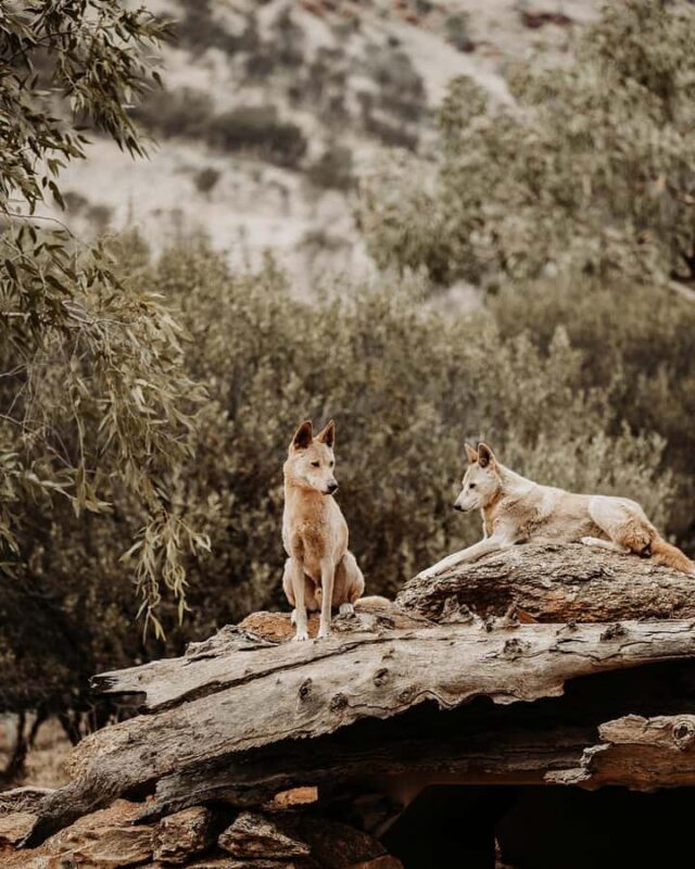 Alice Springs: Desert Park Entry Ticket - Frequently Asked Questions