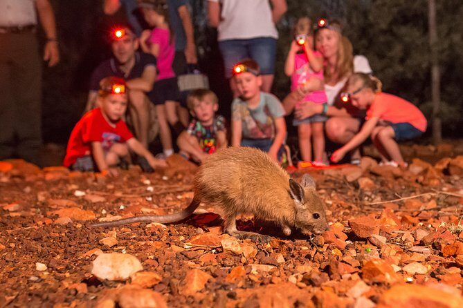 Alice Springs Desert Park Nocturnal Tour - Key Points