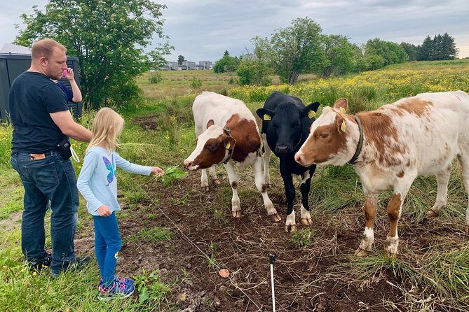 All Alesund Highlights in one tour - A Closer Look at the Itinerary