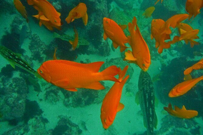 All Day Snorkel Package with Wetsuit Rental - Key Points