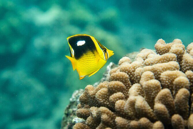 All-Inclusive 5.5 hr La Perouse Bay & Molokini Sea Cave Boat Tour - Frequently Asked Questions