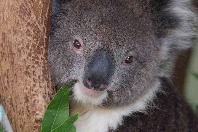 All Inclusive Blue Mountain,Scenic World,Lunch,Koalas,ferry - Scenic Ferry Ride into Sydney Harbour