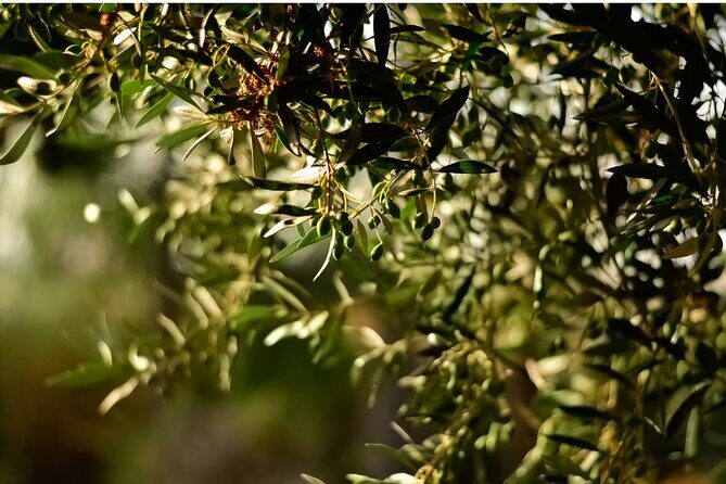 All Inclusive Pompeii, Pizza Class, Olive Oil Experience - FAQs