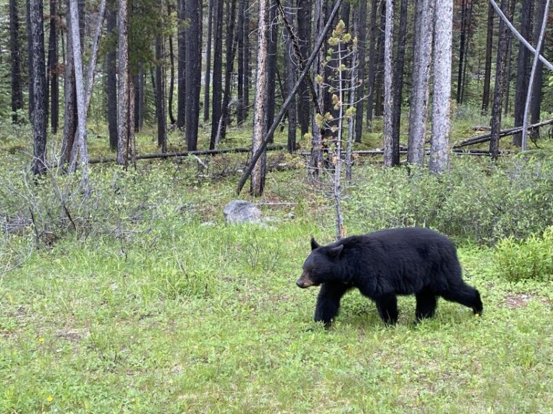 All-Inclusive Private Banff Tour with Hotel Transfer - The Practicalities: What’s Included and What’s Not