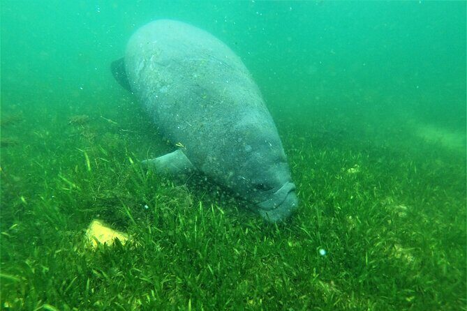 All Inclusive Private Manatee Swim - What Makes This Tour Stand Out