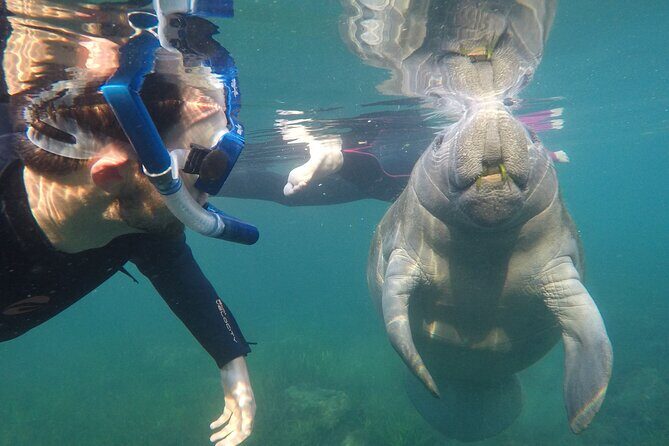 All Inclusive Private Manatee Swim - Price and Value: Is it Worth It?