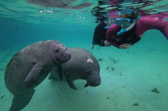 All Inclusive Private Manatee Swim - The Experience in Practice: What Travelers Say