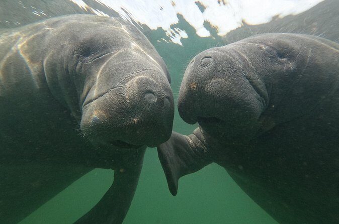 All Inclusive Private Manatee Swim - Who Is This Tour Best For?