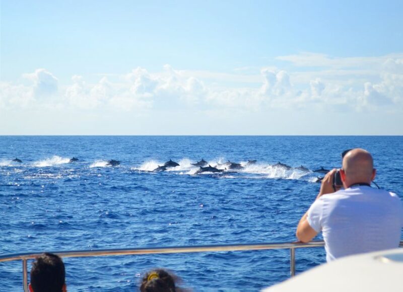 All Inclusive Whale and Dolphin Watching Luxury Tour - The Itinerary and Its Highlights