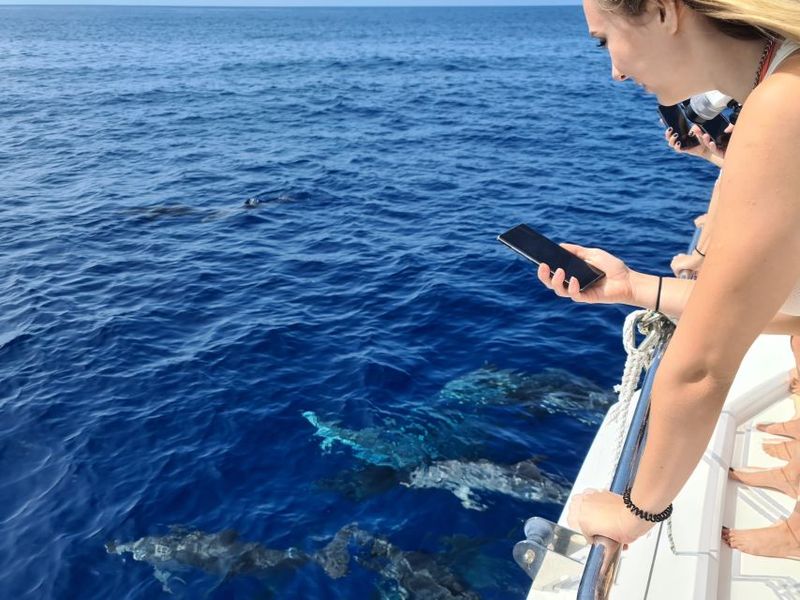 All Inclusive Whale and Dolphin Watching Luxury Tour - Drinks and Wine on an Open Bar: What You Actually Get