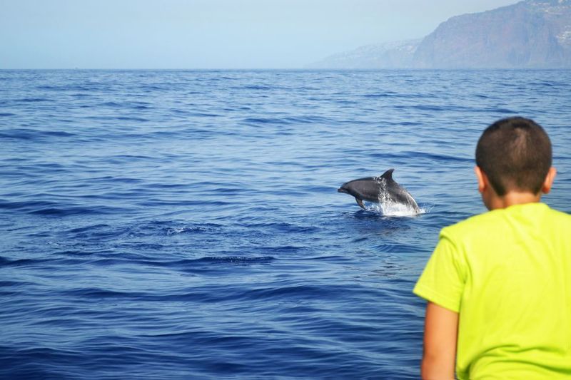 All Inclusive Whale and Dolphin Watching Luxury Tour - Cabo Girão: The 586-Meter Sea Cliff Swim Break