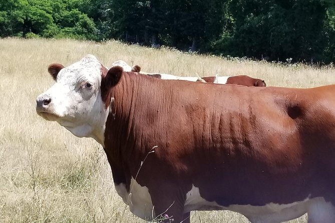 All Island Bus Tour - Why You Might Love This Tour