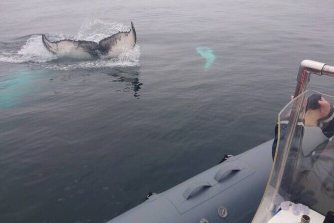 All-Terrain Vehicle Tour in Trinity Newfoundland and Labrador - Key Points